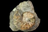Iridescent, Fossil Ammonite (Discoscaphites) - South Dakota #119380-2